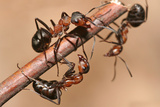 Cinjenice o mravima sajt Dezinsekcija.net