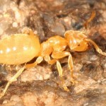Hijerarhija zutih mrava je jedna od najuredjenijih u celom zivotinjskom carstvu.