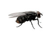 Muve su jedna od najdosadnijih vrsta insekata.Pravilnom primenom paketa ULTRA-BOX mozete resiti problem muva vec u prvih 30-60 minuta po primeni ekspresnim putem.