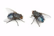 Muve su jedne od najdosadnijih insekata.ULTRA-BOX pokriva njihovo unistavanja vec u prvih 60 minuta po primeni.