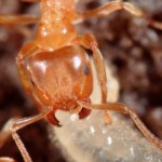 Prikaz jedinke zutog mrava takozvanog "Radnika".Preduzece"Pest-Global Group DOO Beograd " i sajt"Dezinsekcija.net"