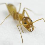Prikaz zutih mrava namenskim fotoaparatom u makro modu.
