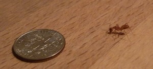 Prikaz zutog mrava u odnosu na novcic.Klik na sliku za vise detalja i prikaz fotografija u punoj velicini.