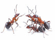 Ucestala pojava mrava u duzem vremenskom periodu i na vecem zivotnom i radnom prostoru se moze resiti primenom paketa ULTRA-BOX vec u prvih 48 sati po zavrsenom tretmanu.