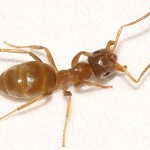 Vecina ukucana i korisnika prostora zahvacenim kolonijama zutih mrava nije svesna cinjenica da osim jedne mogu biti vise matica koje su potpuno nezavisne sa svojim kolonijama odnosno svojom reprodukcijom.
