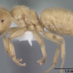 Zenka zutih mrava pogled sa strane celog tela.