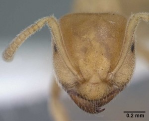 Matica zutih mrava snimljena uvelicanim mikroskopom nekoliko stotina puta.