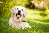 Pas se prema preporuci drzavnih medicinskih ustanova mora detaljno pregledati nakon svakog boravka u prirodi i na zelenim povrsinama na pojavu krpelja u kozi ispod dlake psa.
