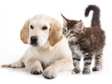 Psi i macke su prve na udaru krpelja i bakterije BORELIE u prolecnim mesecima nakon setnji na travnatim povrsinama.