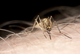 Dezinsekcija na pojavu komaraca u svim Beogradskim opstinama za 17.jun 2013-e godine.