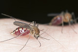 Dezinsekcija na pojavu komaraca.