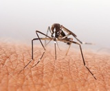 Ujed komaraca i planirana dezinsekcija iz vazduha za 17-i i 18-i jun 2013-e godine.
