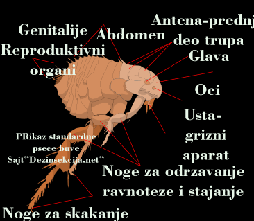 Prikaz psece buve karakteristicne za nasa podneblja i nase cetvoronozne ljubimce.Klik na sliku gore za prikaz svih detalja i daljih objasnjenja.