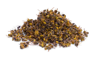 Alarm: Pomor pčela u Pomoravlju zbog ljudskog nemara