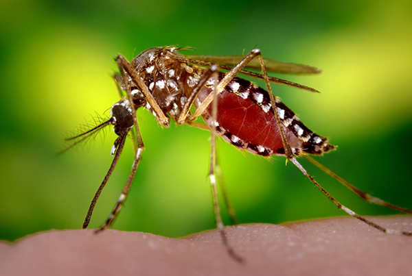 Srbija je po statistici Evropskih medicinskih centara bila prva u Evropi tokom 2018-e godine po broju ljudi koje je ubio virus Zapadnog Nila koje prenosi ujed komaraca! Od jula 2018 do danas 2019 od te tropske bolesti, koja se kod nas odomaćila pre šest godina, a koju na ljude prenose komarci iz roda culex pipiens ili "obični" komarci, dosad je umrlo 15 osoba, a zaraženo 159!
