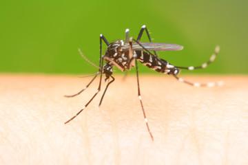 Ujed komaraca vise nije tako bezazlen kao prethodnih godina.Nedovoljno interesovanje drzavnih sluzbi je jedan od cestih razloga pojave Virusa Zapadnog Nila koji ostaje pritajen u organizmu vise meseci pa cak i vise godina.NA slici gore tigrasti komarac jedan od glavnih uzrocnika infestacije Virusa Zapadnog Nila.