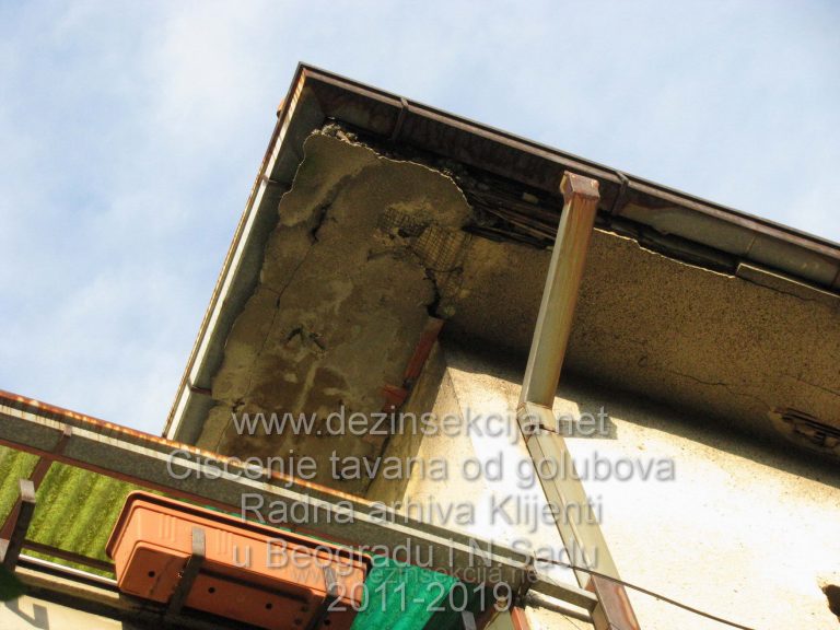 Izostanak restauracije i renoviranja krova rezultuje vrlo brzo nastanjivanjem golubova a sa njima i bubasvaba.Beograd,Karaburma 2016.