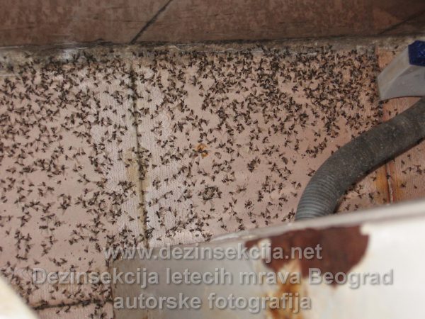 Količina letećih mrava iz mehanizma roletni nakon jednog običnog doziranja.Pred doziranjem se uočavao tek pokoji primerak.NAkon uspešno uradjene dezinsekcije vidi se šta je sve bilo zarobljeno u objektu Klijenata.Fotografija iz Beogradskog naselja Čukarica 2016 e godine.