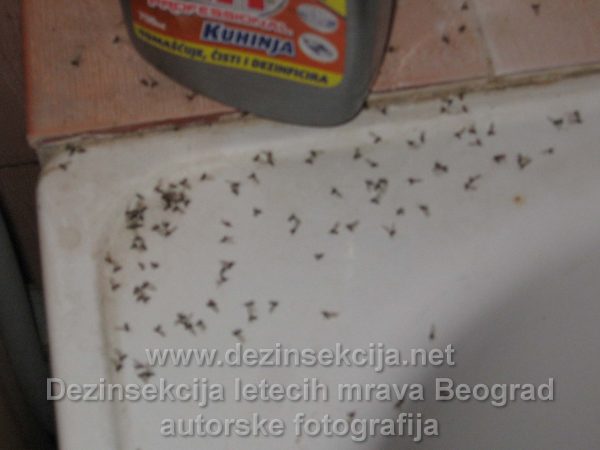 Leteči mravi prikaz naših DDD tehnologa u vidu autorske fotografije nakon završene dezinsekcije u Beogradskom naselju Bele Vode.Obično pojava letećih mrava je jako izražena po završetku kišnih padavina i neobezbedjenin naslagama zemlje u blizini.