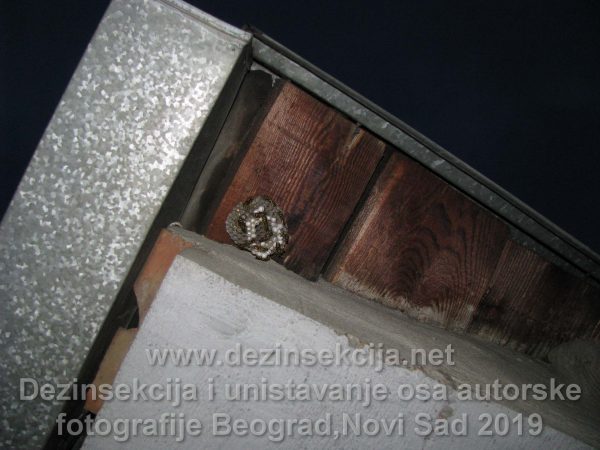 Prikaz gnezda osa ispod strehe odosno dela zavućenog krova u Begradskom naselju Vračara 2015 e godine.