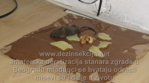 Prikaz amaterske deratizacije miševa i pacova u Beogradskim opštinama Vračar i Palilula od strane starijeg sugradjanina.