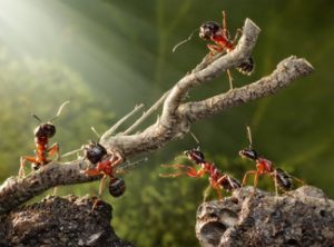 Fiziologija i zivot mrava
