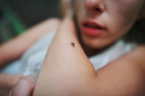 Ujed komaraca lecenje dezinsekcija i deratizacija Beograd i grad Novi Sad