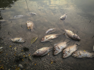 Pomor riba i poremeceni eko sistem trovaca i zagadjivaca fabrika i otpadnih voda koje ispustaju u rekama u Vojvodini.