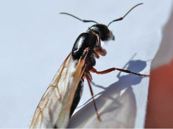 Leteci mravi dezinsekcija Beograd i Novi Sad.Fotografija slike leteci mravi.